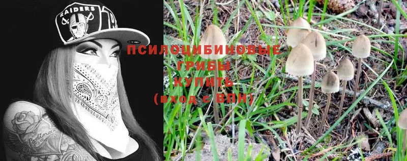 Галлюциногенные грибы Psilocybe  Ревда 